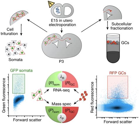 Growth cone sorting in Nature Protocols - Poulopoulos Lab