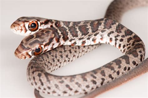 A rare two-headed southern black racer recently found at a home in Palm ...