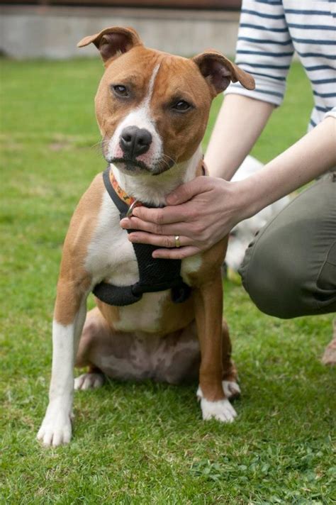 Staffordshire Bull Terrier cross Jack Russell | Jack russell, American ...