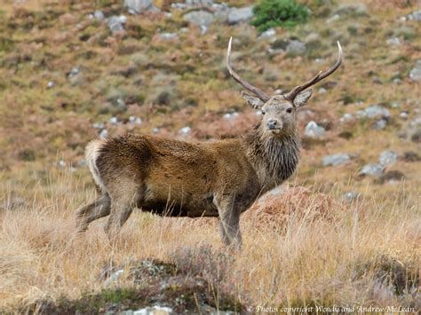 Isle of Skye Wildlife Tours: Hebrides: Islands on the Edge