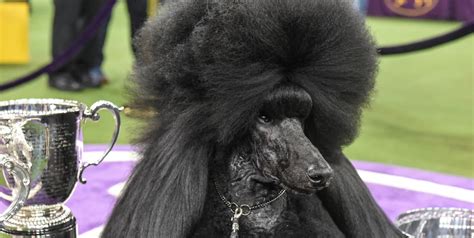 Siba, the Poodle Who Won Westminster, Is My New Queen