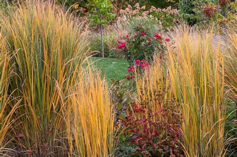 Recommended Native Grasses for Virginia's Eastern Shore