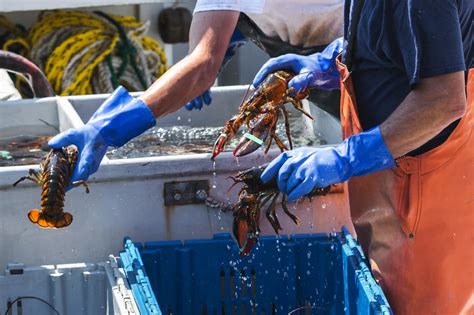 Maine Lobster Boat Tour - Experience the Lobsterman's Life