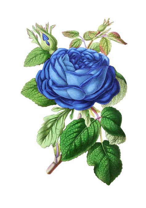 Rose Blossom Vintage Art Free Stock Photo - Public Domain Pictures