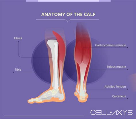 Calf Strain - Motus Physical Therapy