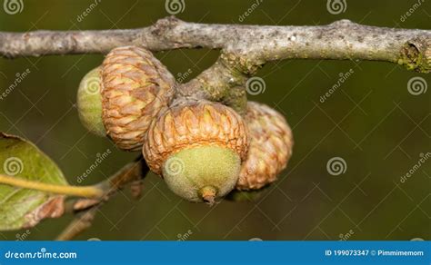 Closeup of Blackjack Oak Acorns Stock Image - Image of macro, brown ...