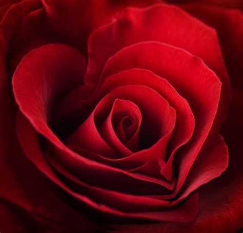 Red Rose Heart Wallpaper - WallpaperSafari