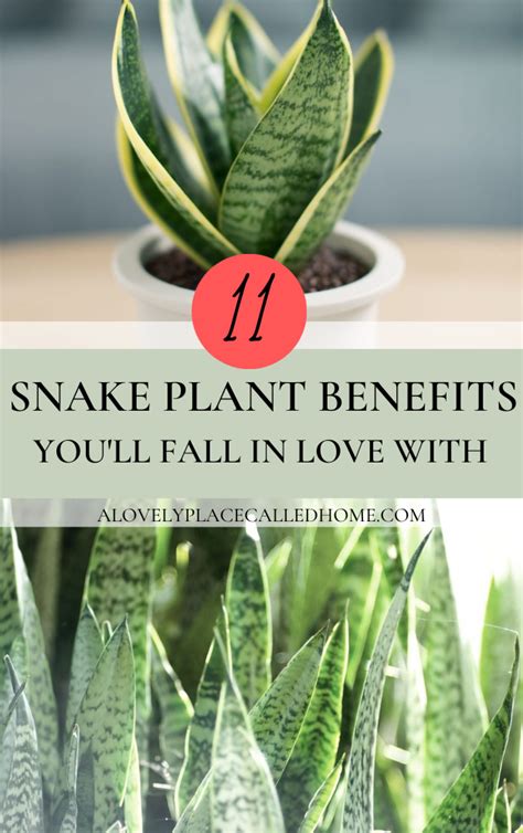 11 SNAKE PLANT BENEFITS YOU'LL FALL IN LOVE WITH - A Lovely Place ...