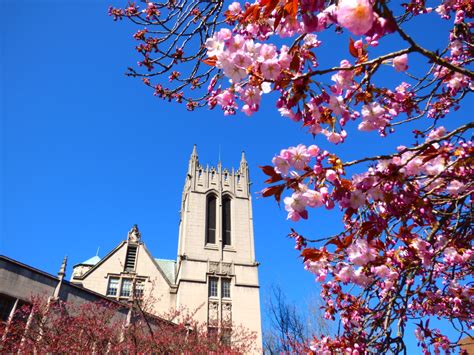 Best Time to See the University of Washington Cherry Blossoms 2020 ...