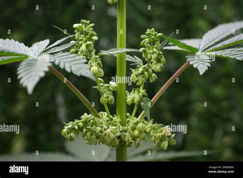 Male cannabis plant flowers close up Stock Photo - Alamy