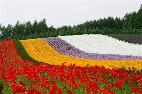 Lavender Season in Hokkaido 2017 | Visit Furano and Biei | Kyuhoshi