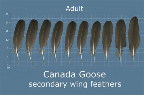 How to Identify Goose Feathers - Ultimate Guide On Recognizing Goose ...