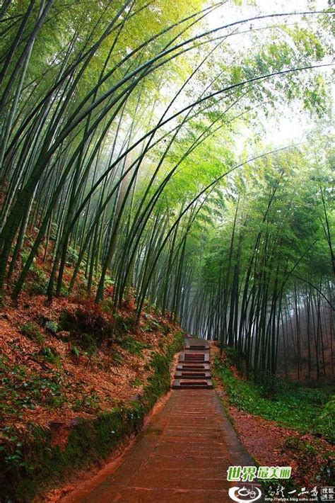 Bamboo Forest, China | Bamboo | Pinterest