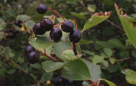 Douglas's Hawthorn - Crataegus douglasii