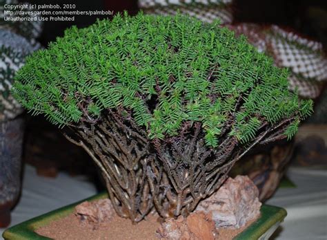 View topic - Crassula tetragona • Agaveville