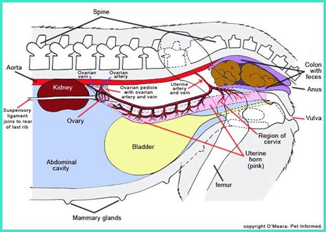 Pin by Nathalia Le Hen on School Art Project | Dog anatomy, Vet medicine, Pregnant dog