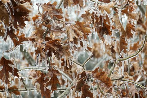 The Devastating Effects of Texas Ice Storms on Local Communities ...