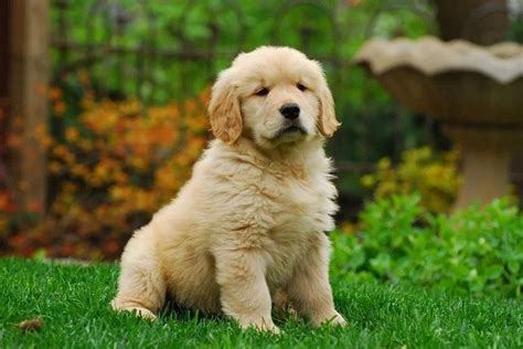 Golden Dog Breeds