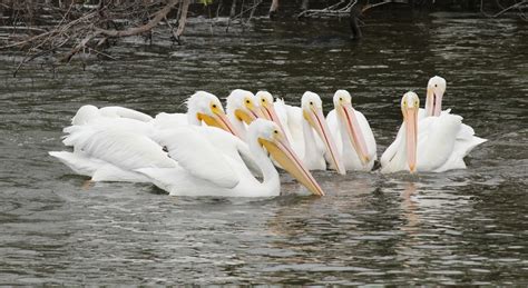 Joan and Dan's Birding Blog: American White Pelican