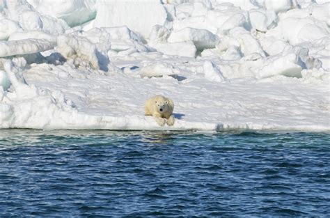 Polar bears unlikely to thrive on land-based | EurekAlert!