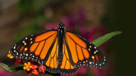 Butterfly, Moth, and Skipper | San Diego Zoo Animals & Plants