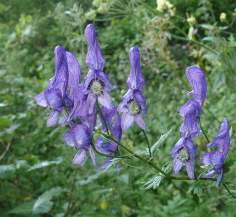 All About Aconite | Claire Gardener Homeopathy