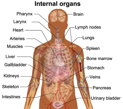 Male Internal Organs Of The Human Body Anatomical Chart - Body Free ...