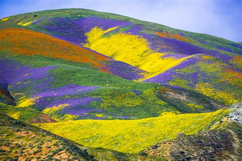 California Wildflowers Superbloom Carrizo Plain National Monument! God Spilled the Paint Desert ...