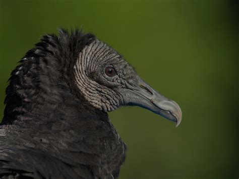 Facts Worth Knowing about Bearded Vultures