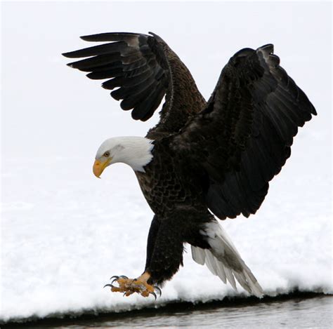 Eagles in Flight - Gallery | eBaum's World