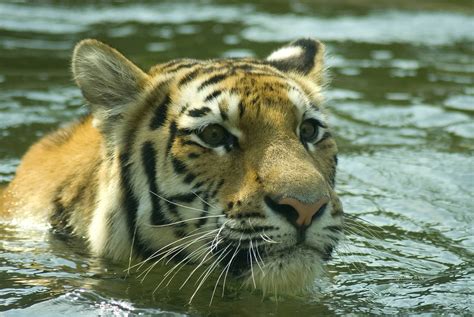 Swimming tiger | Tiger, The past, Animals