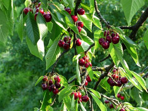 Bing Cherry Fruit Tree | Fruit Trees