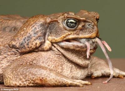 Cane Toad - The Impacts of Invasive Species