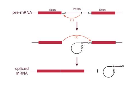 RNA splicing - Wikipedia