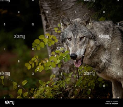 Tundra wolf in fall colors Stock Photo - Alamy