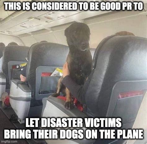 dogs airplane Memes & GIFs - Imgflip