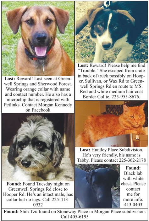 Lost and Found Pets | CentralSpeaks.com