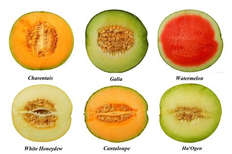 Storyboard: Melons | Melon, Chilled soup, Fruit