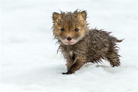 A baby Tibetan sand fox. : r/aww