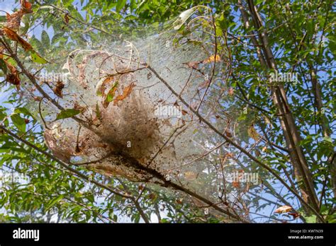 Fall webworm moth caterpillar nest in a tree in the Gettysburg ...