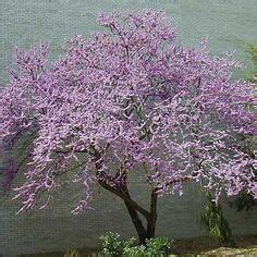 Dwarf Ornamental Trees Zone 5 : Zone 5 6 Flowering Trees - So let's discuss some particular ...