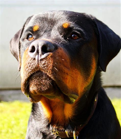 Rottweiler Dog Breed Guide - Responsible Pet Breeders Australia