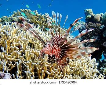 8,585 Red lionfish Images, Stock Photos & Vectors | Shutterstock