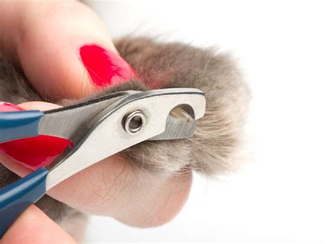 How to Cut Your Cat’s Nails: A Guide to Indoor Cat Nail Care