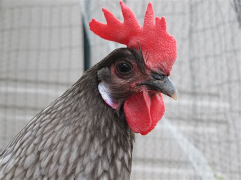 Andalusian | Chicken breeds, Chickens backyard, Andalusian