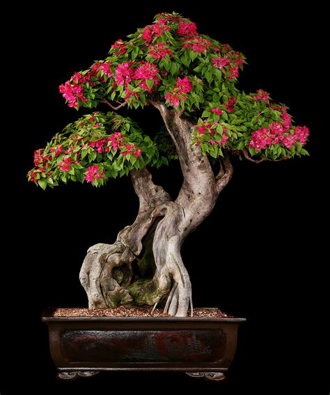 artofbonsai.org • View topic - Broadleaf Category Entries | Bougainvillea bonsai, Bonsai tree ...