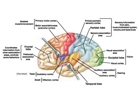 Brain Anatomy & Physiology