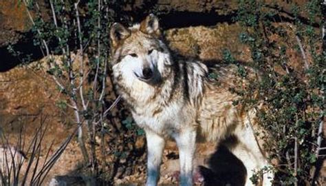 Why Is the Mexican Wolf Endangered? | Animals - mom.me