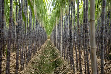 Sugarcane Farming in Brazil: Exploring Varieties, Cultivation, Production Costs, and Profit