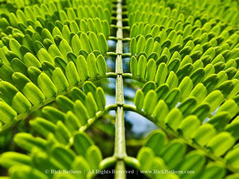 Symmetry. © Rick Bethem | Symmetrical balance, Symmetry, Patterns in nature